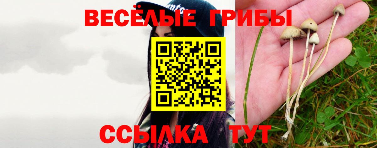 Галлюциногенные грибы Psilocybe  Вход с VPN  Гатчина 